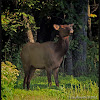 Elk (aka Wapiti)