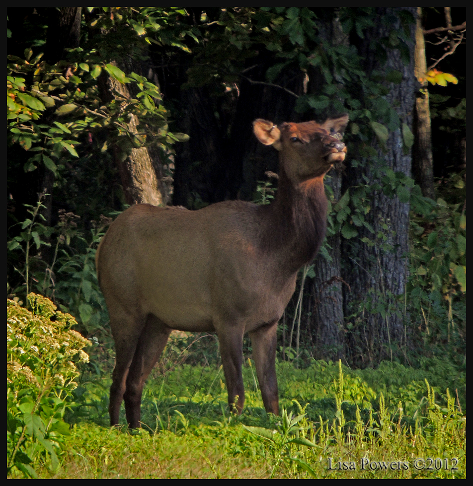 Elk (aka Wapiti)