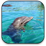 Dolphin Live Wallpaper Apk