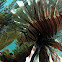 Lionfish