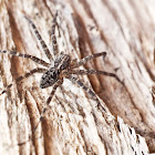Fishing Spider (Dolomedes)