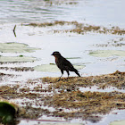 Red-winged Blackbird  (Female)