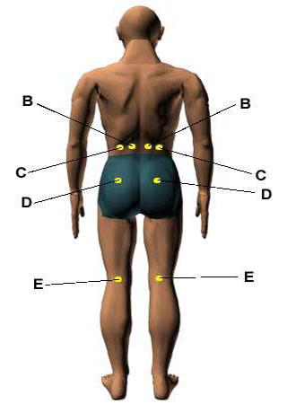 Gray, Henry. 1918. Anatomy of the Human Body