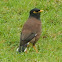 Common Myna