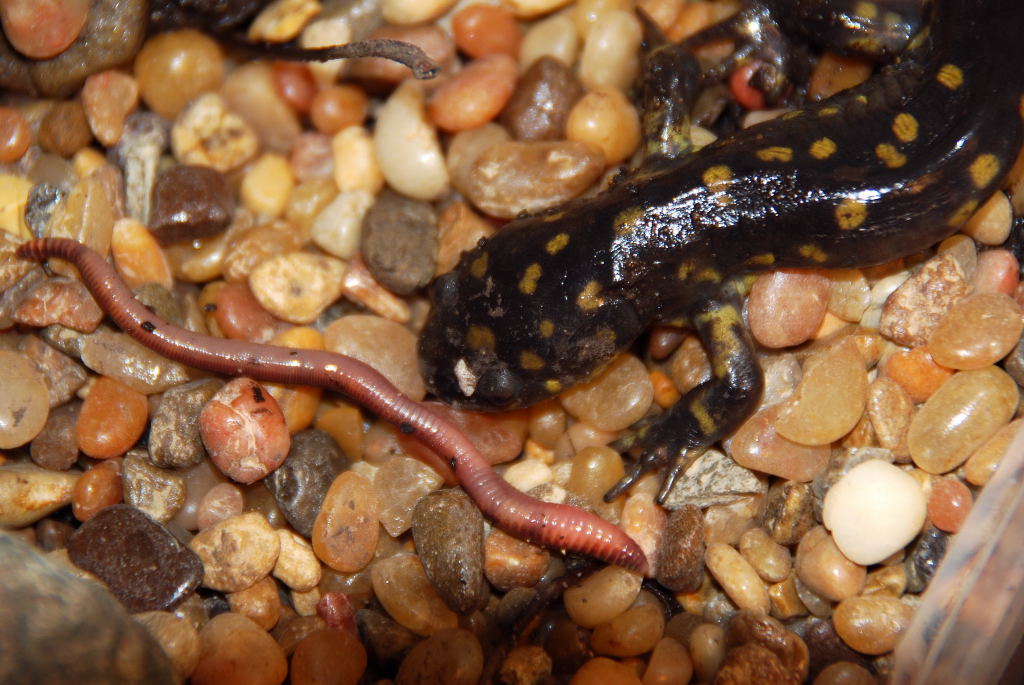 Eastern Spotted Salamander