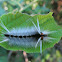 Florida Tussock Moth