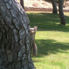 Common Squirrel
