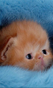 How to install Cute Orange Kitty lastet apk for bluestacks