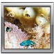 Top aquarium Live Wallpaper