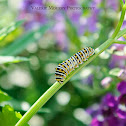 Black Swallowtail Caterpillar