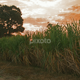 Sugarcane at dusk by Ron Olivier -  