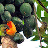 White-cheeked Barbet or Small Green Barbet