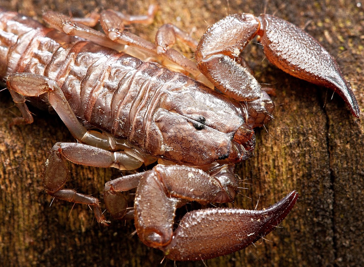 Giant Forest Scorpion