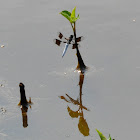 Common Whitetail Dragonfly