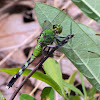 Eastern Pondhawk dragonflies (females)