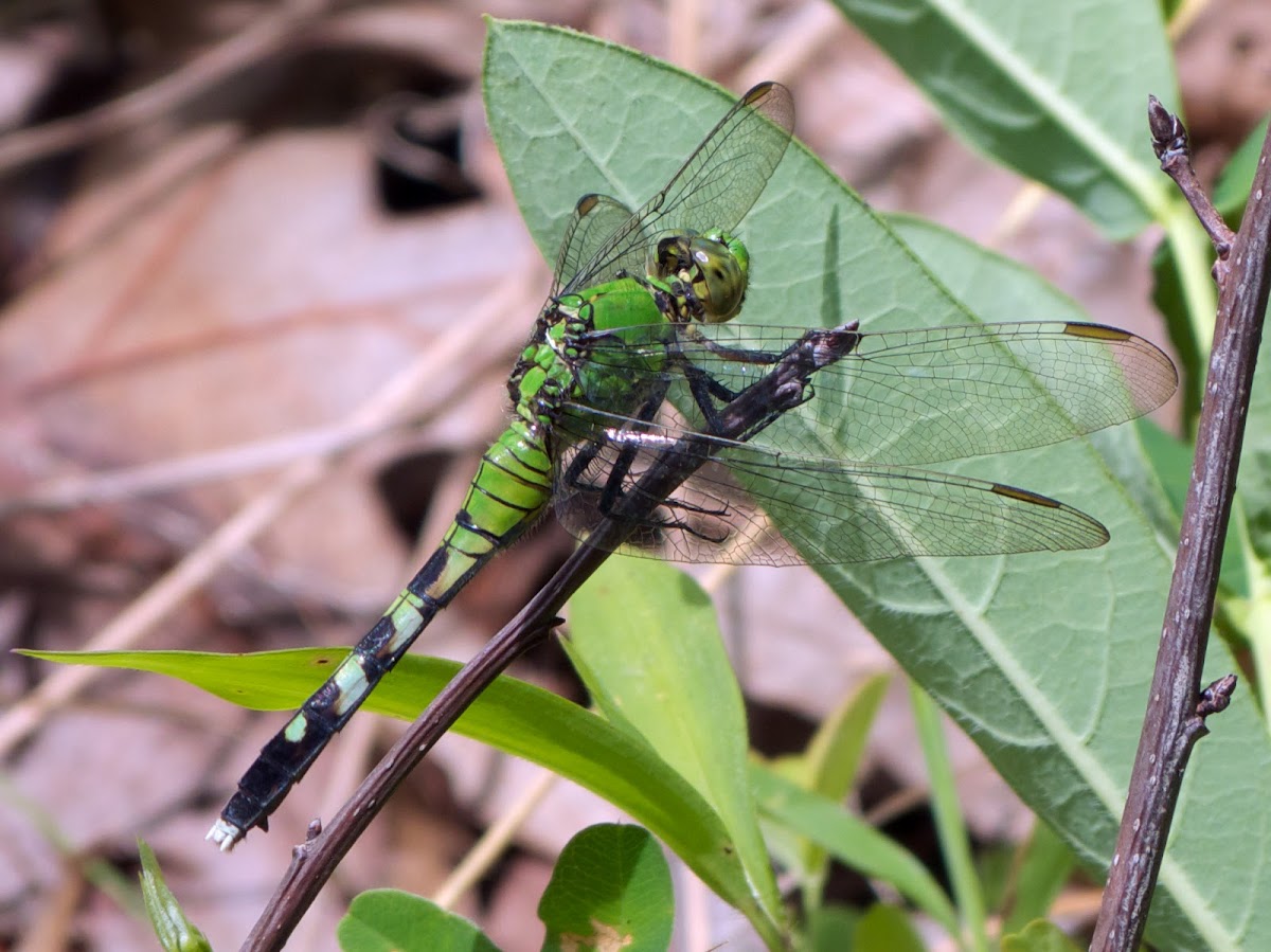 Eastern Pondhawk dragonflies (females)