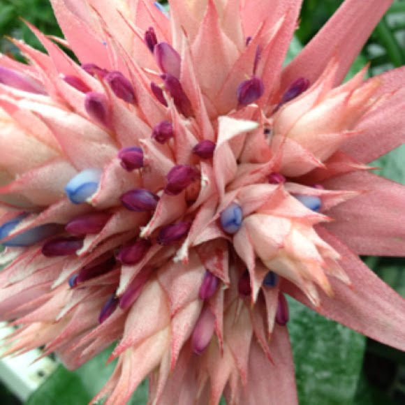 Urn Plant Flower, Silver Vase Project Noah