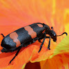Orange Blister Beetle