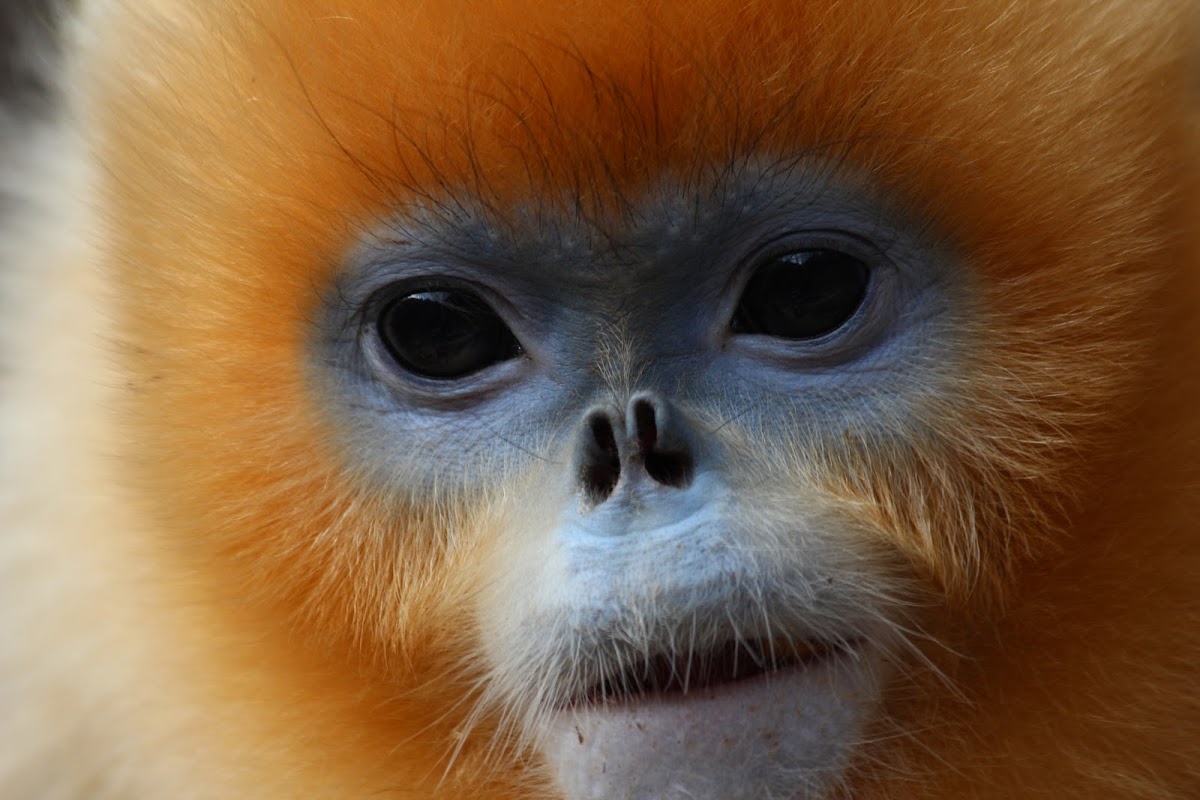 Golden Snub-nosed Monkey