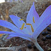 Large-leaved Colchicum