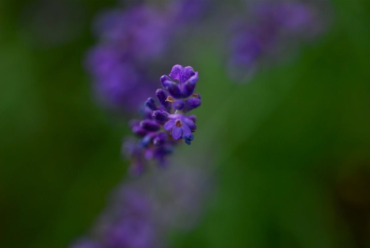 Lavander, Lavendel