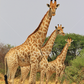 Giraffe Graphics by Dries Alberts - Animals Other Mammals