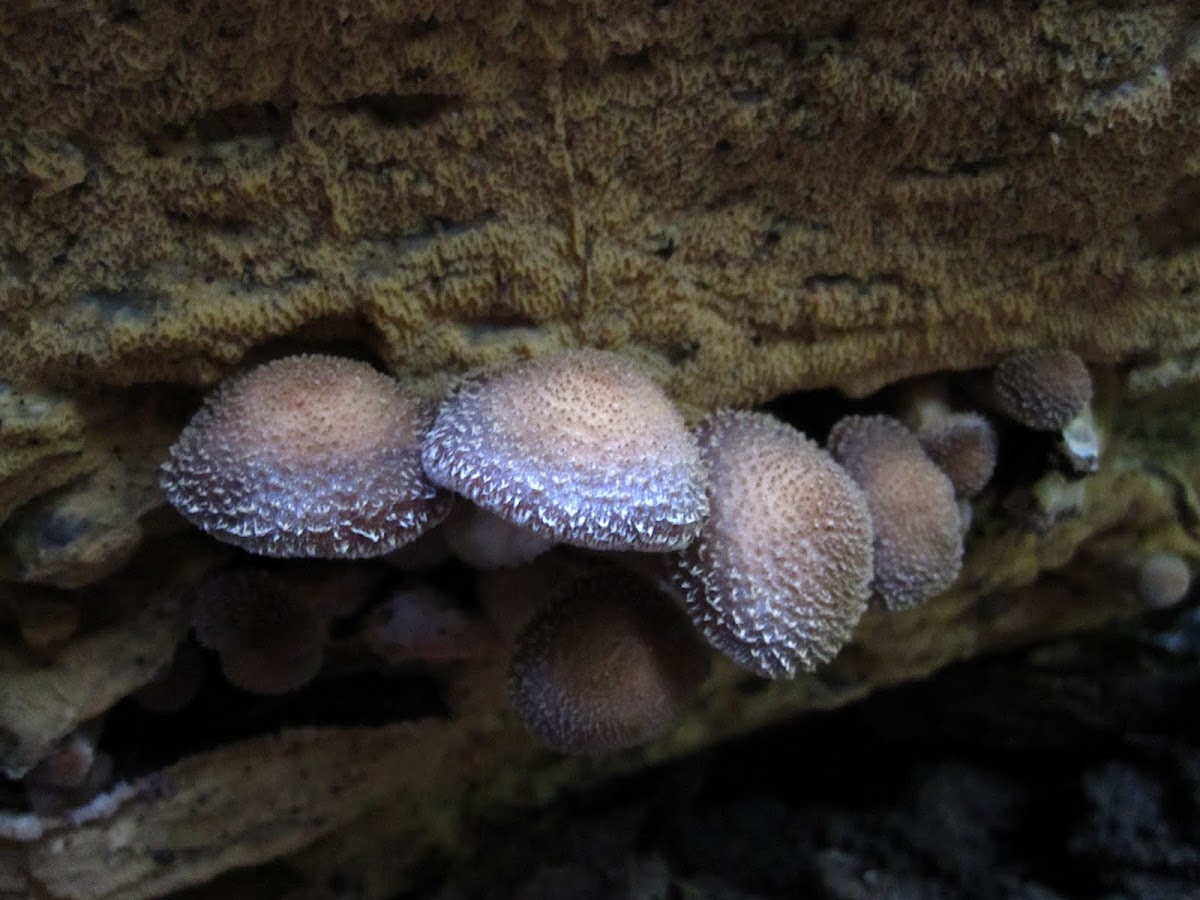 Armillariella mellea (honey mushrooms)