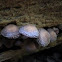 Armillariella mellea (honey mushrooms)