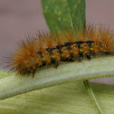 Saltmarsh Caterpillar