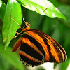 Orange Banded Tiger Longwing