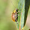 Leaf beetle