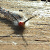 White Marked Tussock Moth