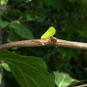 Acanaloniid plant hopper