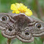 Small Emperor Moth
