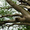 Corotu tree