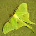 Luna Moth