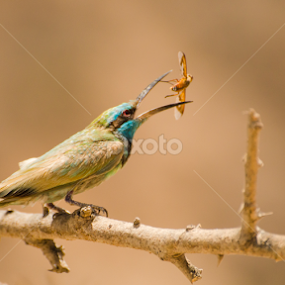 Catch by Ani Das - Animals Birds