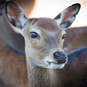 Sika Deer