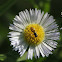 Margined syrphid fly