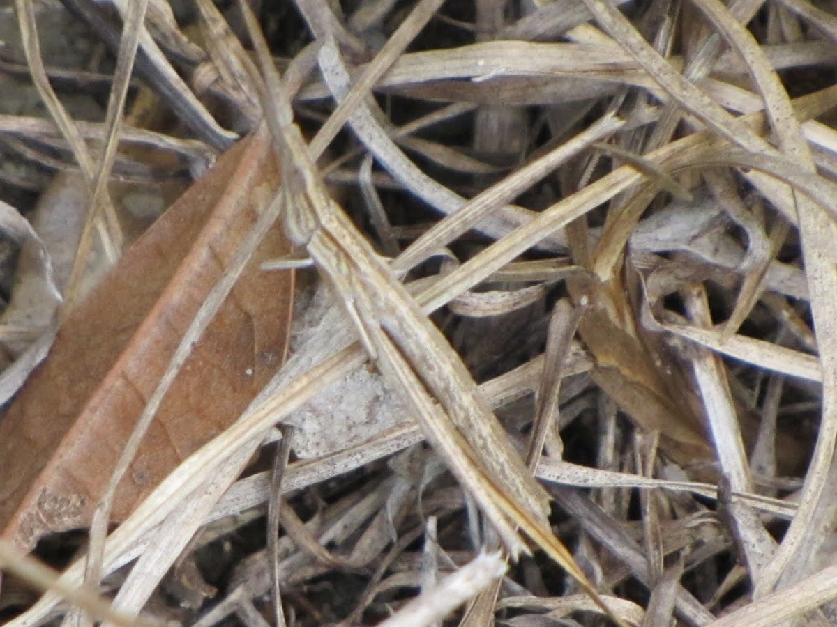 Toothpick grasshopper