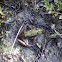 Dark spotted frog 참개구리