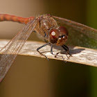 Libélula (Dragonfly)