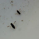 Water Boatmen