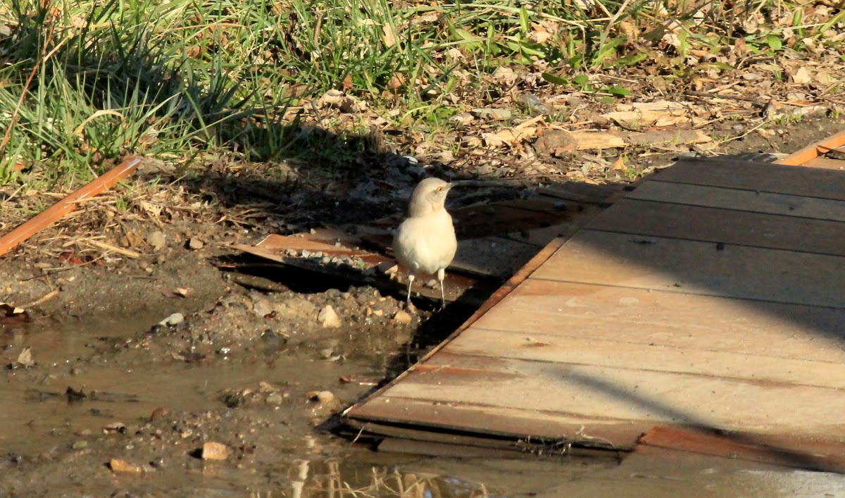 Northern Mockingbird