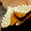 Salt marsh moth (male)