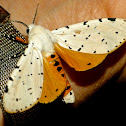 Salt marsh moth (male)