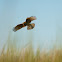 Chimango Caracara