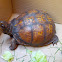 Common box turtle