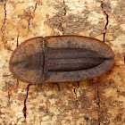 Flat Darkling Beetle