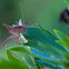 Pink katydid ...